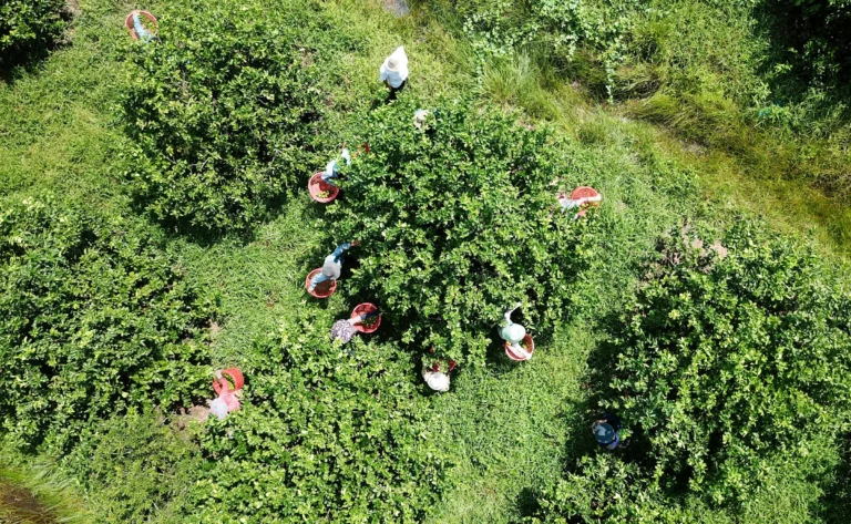Collect Limes in Farm