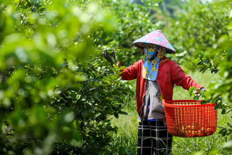 Collecting Limes from the Farm