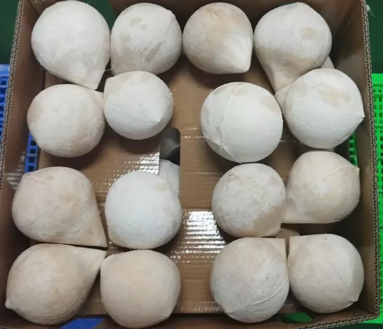 Manifest coconut2